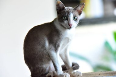 Duvarda dinlenen sevimli bir kedi.