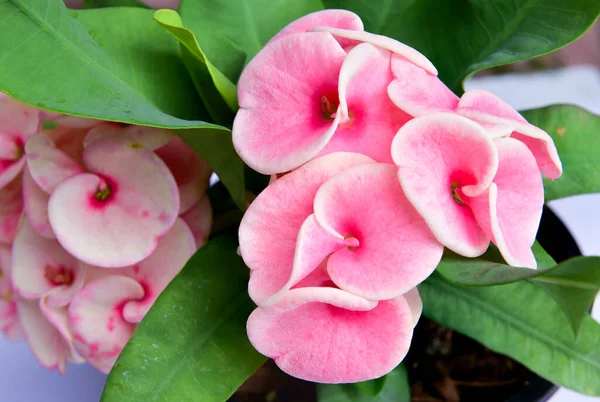 Blur Euphorbia Milii Flores Que Florecen Jardín Del Hogar Corona — Foto de Stock