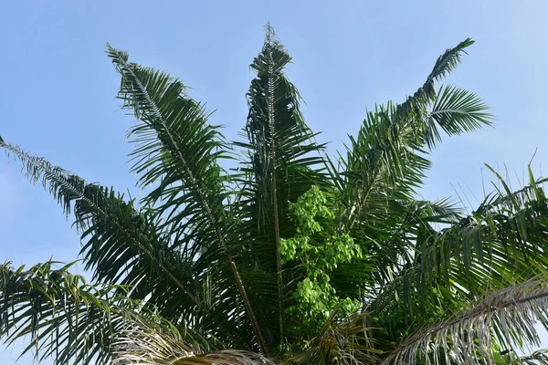 Blätter Der Kokosnuss Auf Blauem Himmel Hintergrund Kokosnussbaum Auf Dem — Stockfoto