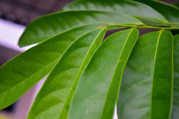 Beyaz Arkaplanda Bulanık Yeşil Yapraklar — Stok fotoğraf