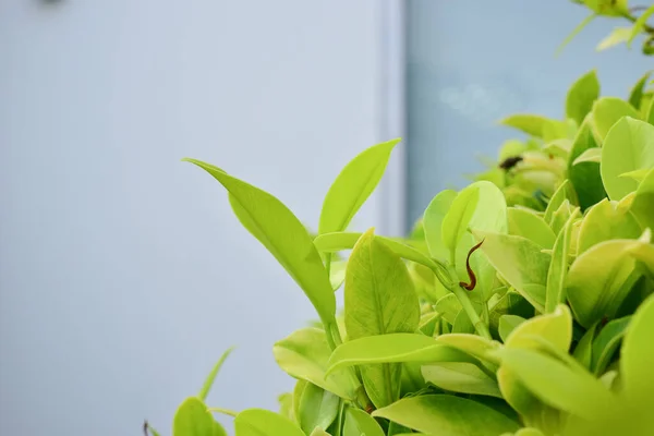 Beyaz Arkaplanda Doğal Yeşil Yapraklar — Stok fotoğraf