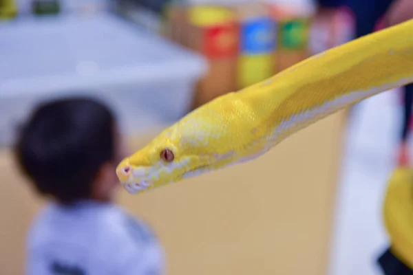 Rayong Thaïlande Août 2019 Flou Serpent Albinos Balle Python Sur — Photo