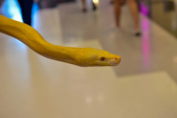 Rayong Thailand Augustus 2019 Wazig Snake Albino Ballenpython Witte Achtergrond — Stockfoto