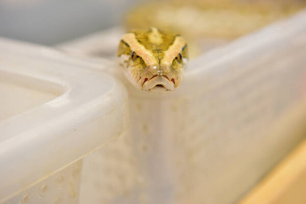 Районг Таиланд Август 04 2019 размыть змея альбинос мяч питон на белом фоне. Обычное домашнее животное