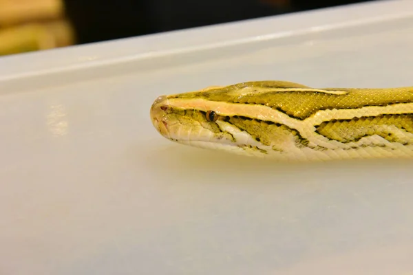 Rayong Thaïlande Août 2019 Flou Serpent Albinos Balle Python Sur — Photo