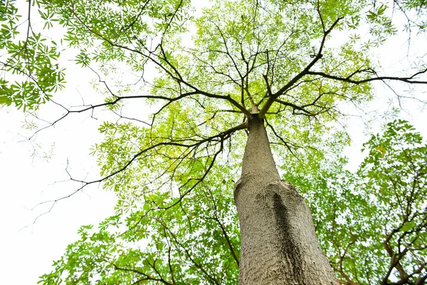 Zöld Fák Elszigetelt Fehér Háttér — Stock Fotó