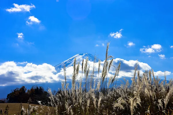 Höstlöv Kawaguchiko Lagun Vid Yakisaki Park Japan Fujisan Berg — Stockfoto