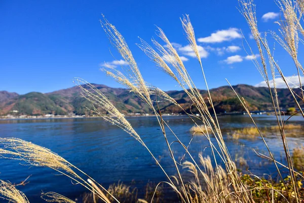 Autumn Leaves Kawaguchiko Lagoon Yakisaki Park Japan Fujisan Mountain — Stock Photo, Image