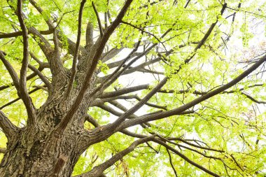 Tokyo, Japonya 27 Kasım 2019 Kimliği belirlenemeyen birçok insan Shinjuku Gyoen Ulusal Bahçesinde yürüyor ve sonbahar ağacını seyrediyor..