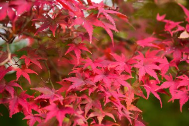 Tokyo, Japonya 27 Kasım 2019 Kimliği belirlenemeyen birçok insan Shinjuku Gyoen Ulusal Bahçesinde yürüyor ve sonbahar ağacını seyrediyor..