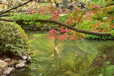 Tokyo, Japonya 27 Kasım 2019 Kimliği belirlenemeyen birçok insan Shinjuku Gyoen Ulusal Bahçesinde yürüyor ve sonbahar ağacını seyrediyor..