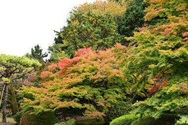 Tokyo, Japonya 27 Kasım 2019 Kimliği belirlenemeyen birçok insan Shinjuku Gyoen Ulusal Bahçesinde yürüyor ve sonbahar ağacını seyrediyor..