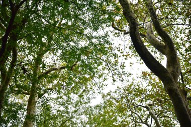 Tokyo, Japonya 27 Kasım 2019 Kimliği belirlenemeyen birçok insan Shinjuku Gyoen Ulusal Bahçesinde yürüyor ve sonbahar ağacını seyrediyor..