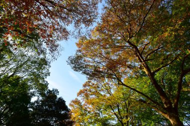 Tokyo, Japonya. 27 Kasım 2019 Tanımlanamayan Görüntü. Birçok insan Ueno parkında yürüyor ve sonbahar ağacını izliyor..