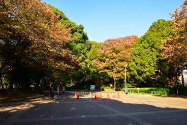 Tokyo, Japonya. 27 Kasım 2019 Tanımlanamayan Görüntü. Birçok insan Ueno parkında yürüyor ve sonbahar ağacını izliyor..