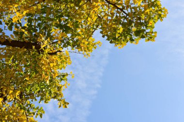 Tokyo, Japonya. 27 Kasım 2019 Tanımlanamayan Görüntü. Birçok insan Ueno parkında yürüyor ve sonbahar ağacını izliyor..