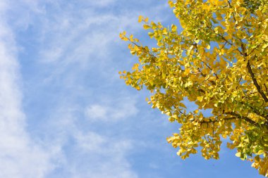 Tokyo, Japonya. 27 Kasım 2019 Tanımlanamayan Görüntü. Birçok insan Ueno parkında yürüyor ve sonbahar ağacını izliyor..
