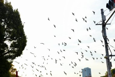 Tokyo, Japonya. 27 Kasım 2019 Tanımlanamayan Görüntü. Birçok insan Ueno parkında yürüyor ve sonbahar ağacını izliyor..