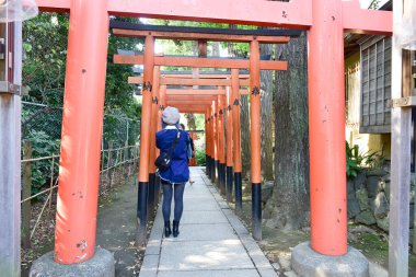 Tokyo, Japonya 27 Kasım 2018 Kimliği belirsiz birçok insan Ueno parkında yürüyor ve bahçedeki sonbahar ağacını izliyor. .