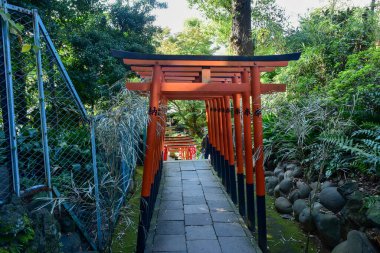 Tokyo, Japonya 27 Kasım 2018 Kimliği belirsiz birçok insan Ueno parkında yürüyor ve bahçedeki sonbahar ağacını izliyor. .