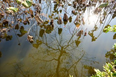 Tokyo, Japonya 27 Kasım 2018 Kimliği belirsiz birçok insan Ueno parkında yürüyor ve bahçedeki sonbahar ağacını izliyor. .