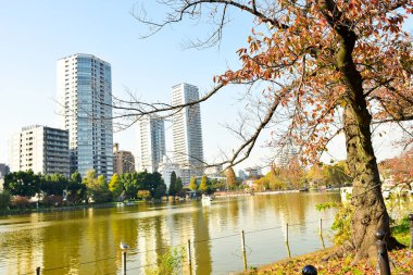 Tokyo, Japonya 27 Kasım 2018 Kimliği belirsiz birçok insan Ueno parkında yürüyor ve bahçedeki sonbahar ağacını izliyor. .