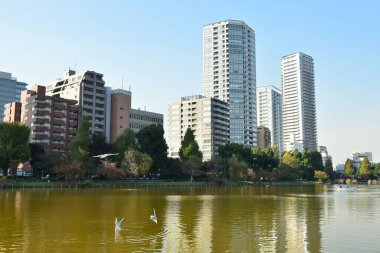 Tokyo, Japonya 27 Kasım 2018 Kimliği belirsiz birçok insan Ueno parkında yürüyor ve bahçedeki sonbahar ağacını izliyor. .