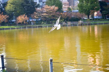 Tokyo, Japonya 27 Kasım 2018 Kimliği belirsiz birçok insan Ueno parkında yürüyor ve bahçedeki sonbahar ağacını izliyor. .
