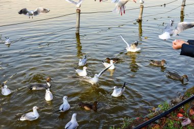 Tokyo, Japonya 27 Kasım 2018 Kimliği belirsiz birçok insan Ueno parkında yürüyor ve bahçedeki sonbahar ağacını izliyor. .