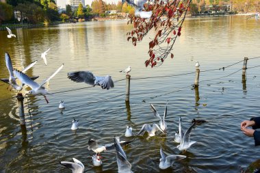 Tokyo, Japonya 27 Kasım 2018 Kimliği belirsiz birçok insan Ueno parkında yürüyor ve bahçedeki sonbahar ağacını izliyor. .