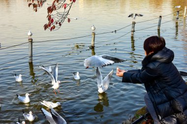 Tokyo, Japonya 27 Kasım 2018 Kimliği belirsiz birçok insan Ueno parkında yürüyor ve bahçedeki sonbahar ağacını izliyor. .