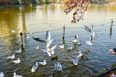 Tokyo, Japonya 27 Kasım 2018 Kimliği belirsiz birçok insan Ueno parkında yürüyor ve bahçedeki sonbahar ağacını izliyor. .