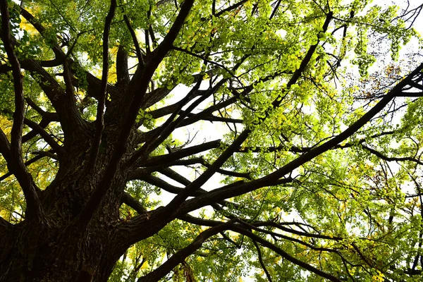 Tokio Japan November 2019 Unbekannte Gehen Shinjuku Gyoen Nationalgarten Spazieren — Stockfoto