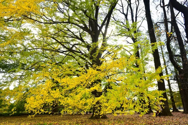 Tokio Japón Noviembre 2019 Sin Identificar Muchas Personas Están Caminando —  Fotos de Stock