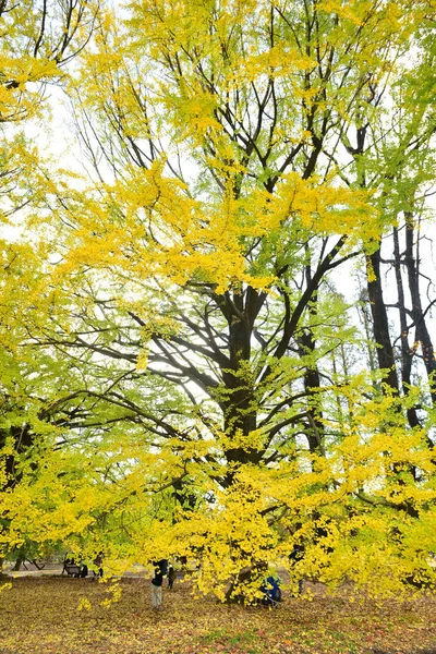 Tokyo Giappone Novembre 2019 Molte Persone Non Identificate Camminano Nel — Foto Stock