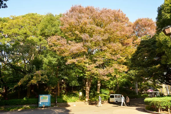 東京都2019年11月27日確認されていないぼかし多くの人が上野公園を歩いていて 庭の秋の木 日差しの日の秋の森を見ています — ストック写真