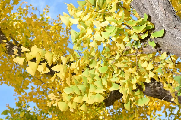 Tokió Japán November 2019 Azonosítatlan Maszat Sokan Sétálnak Ueno Parkban — Stock Fotó