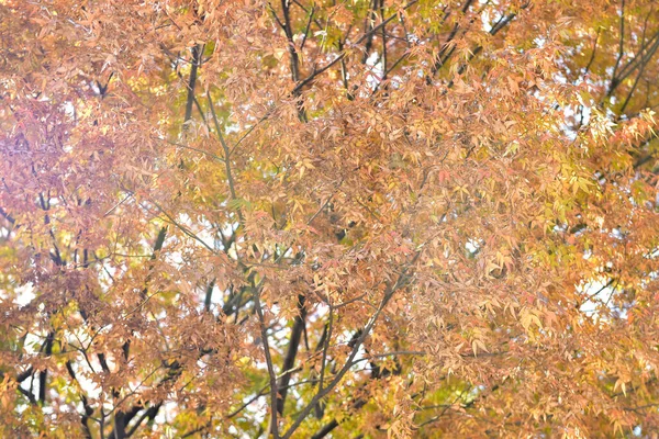 Tokió Japán November 2019 Azonosítatlan Maszat Sokan Sétálnak Ueno Parkban — Stock Fotó