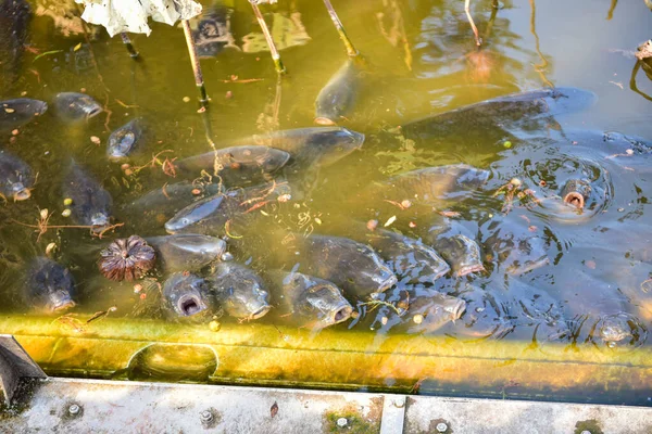 Tokyo Japon Novembre 2018 Non Identifié Beaucoup Gens Marchent Parc — Photo