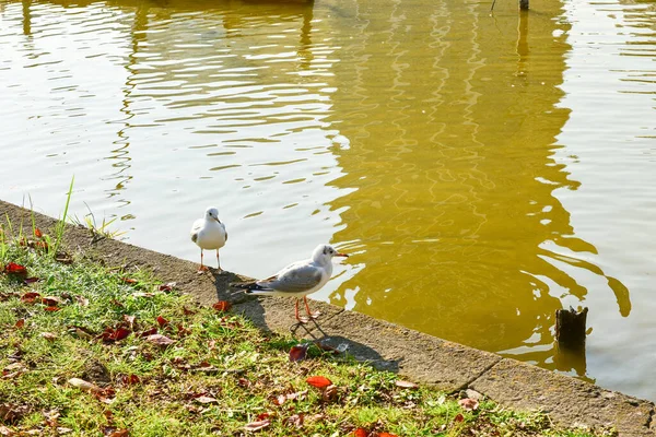 Tóquio Japão Novembro 2018 Não Identificado Muitas Pessoas Estão Andando — Fotografia de Stock