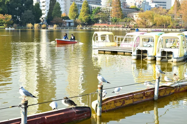 Tokyo Japonya Kasım 2018 Kimliği Belirsiz Birçok Insan Ueno Parkında — Stok fotoğraf