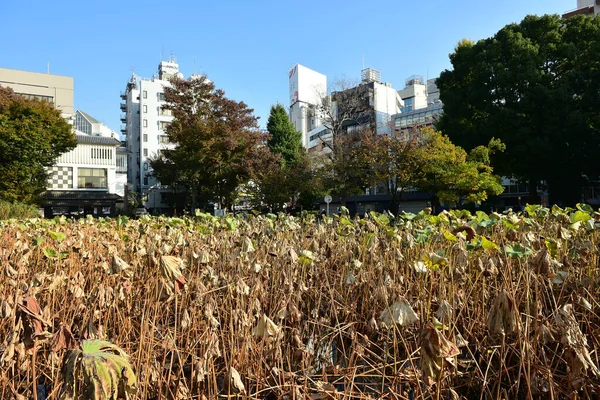 Tóquio Japão Novembro 2018 Não Identificado Muitas Pessoas Estão Andando — Fotografia de Stock