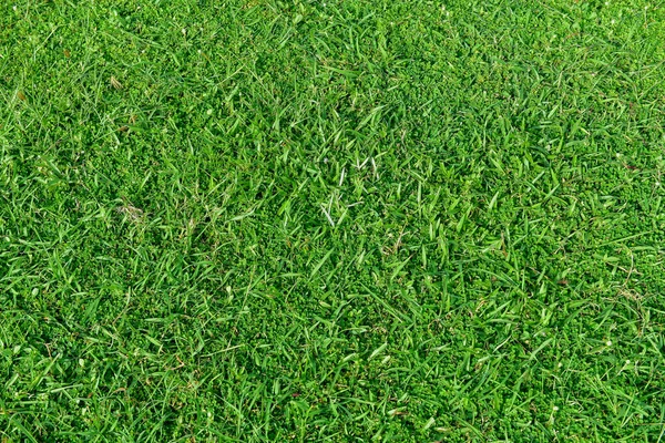 Green Lawn Grass Abstract Texture Background — Stock Photo, Image