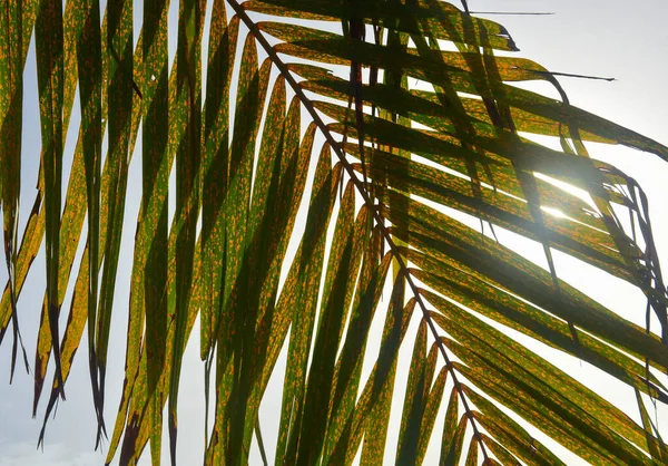 Blätter Der Kokosnuss Auf Blauem Himmel Hintergrund Kokosnussbaum Auf Dem — Stockfoto