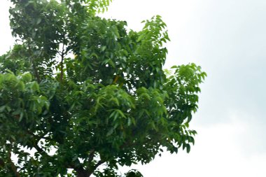 Ladkrabang Tayland 24 Ağustos 2019 Bulut Yolcu uçağı bulutların ve ağacın üzerinde mavi gökyüzünde uçuyor. Yolcu uçağı Suvarnabhumi Havaalanına iniyor.