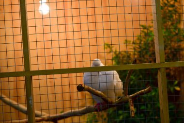 Rayong Tayland Ağustos 04 2019 Bulanık Yılan albino pitonu beyaz arka planda. Yaygın sevimli evcil hayvan