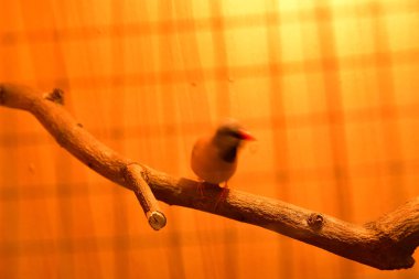 Rayong Tayland Ağustos 04 2019 Bulanık Yılan albino pitonu beyaz arka planda. Yaygın sevimli evcil hayvan