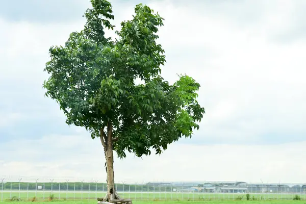 Ladkrabang Thailand Augustus 2019 Blur Passagiersvliegtuig Vliegt Blauwe Lucht Boven — Stockfoto