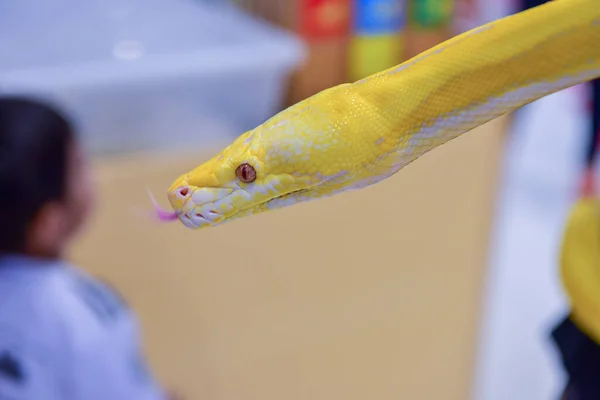 레이온 2019 Blur Snake Albino Ball Python White Background 일반적 — 스톡 사진