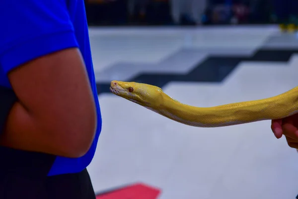 Rayong Thaïlande Août 2019 Flou Serpent Albinos Balle Python Sur — Photo